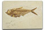 Detailed Fossil Fish (Diplomystus) - Wyoming #355606-1